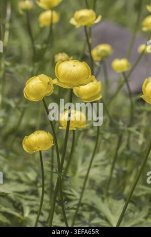 Trollius europaeus, Europaeische Trollblume - Trollius europaeus, bekannt als Globe Flower, Globe Flower, Globe Flower Stockfoto