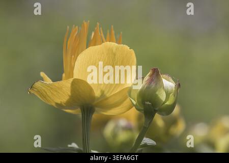 Trollius europaeus, Europaeische Trollblume - Trollius europaeus, bekannt als Globe Flower, Globe Flower, Globe Flower Stockfoto
