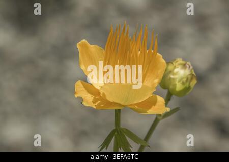 Trollius europaeus, Europaeische Trollblume - Trollius europaeus, bekannt als Globe Flower, Globe Flower, Globe Flower Stockfoto