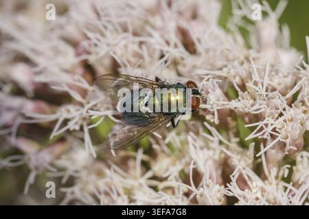 Lucilia sericata, Goldfliege, Schafschmeissfliege - Lucilia sericata, bekannt als Gemeinsame grüne Flaschenfliege, Europäische grüne Fliege, Schafe grüne Fliege, S Stockfoto