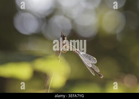 Chalcolestes viridis, Weidenjungfer, Gemeine Weidenjungfer, westliche Weidenjungfer, große Binsenjungfer – Chalcolestes viridis, bekannt als Green Emera Stockfoto