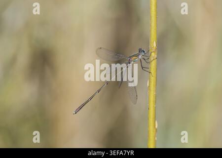 Chalcolestes viridis, Weidenjungfer, Gemeine Weidenjungfer, westliche Weidenjungfer, große Binsenjungfer – Chalcolestes viridis, bekannt als Green Emera Stockfoto
