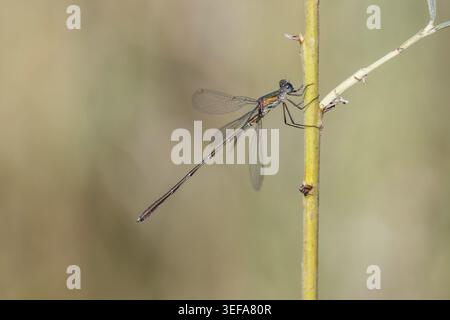 Chalcolestes viridis, Weidenjungfer, Gemeine Weidenjungfer, westliche Weidenjungfer, große Binsenjungfer – Chalcolestes viridis, bekannt als Green Emera Stockfoto