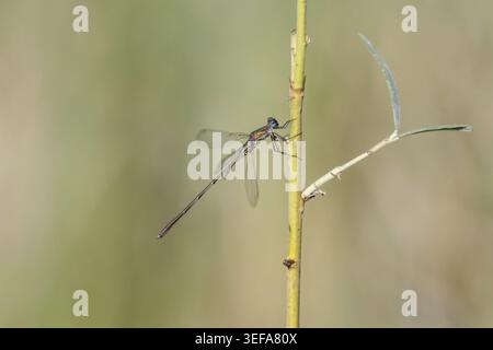 Chalcolestes viridis, Weidenjungfer, Gemeine Weidenjungfer, westliche Weidenjungfer, große Binsenjungfer – Chalcolestes viridis, bekannt als Green Emera Stockfoto