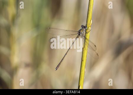 Chalcolestes viridis, Weidenjungfer, Gemeine Weidenjungfer, westliche Weidenjungfer, große Binsenjungfer – Chalcolestes viridis, bekannt als Green Emera Stockfoto