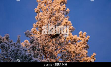 Im finnischen Lappland Winter thront ein toller Spotspecht auf schneebedeckten Kiefern Stockfoto