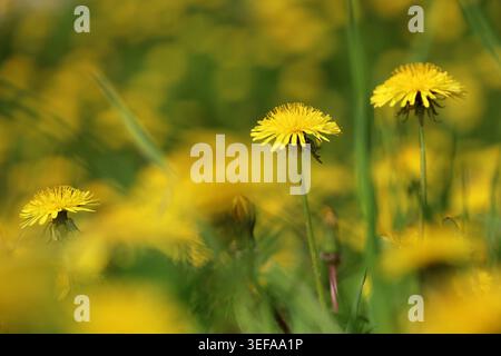 Blühender Löwenzahn, Frühlingsblumen im grünen Gras. Wiese mit Löwenzahn Stockfoto