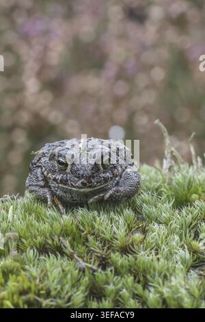 Epidalea calamita, Kreuzkroete (syn. Bufo calamita) - Epidalea calamita, syn. Bufo calamita, bekannt als Natterjack Kröte, Running Kröte Stockfoto