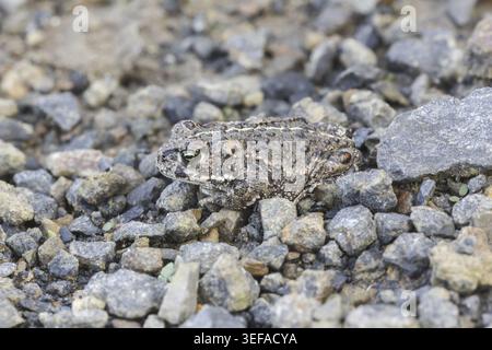 Epidalea calamita, Kreuzkroete (syn. Bufo calamita) - Epidalea calamita, syn. Bufo calamita, bekannt als Natterjack Kröte, Running Kröte Stockfoto