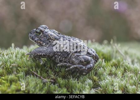 Epidalea calamita, Kreuzkroete (syn. Bufo calamita) - Epidalea calamita, syn. Bufo calamita, bekannt als Natterjack Kröte, Running Kröte Stockfoto