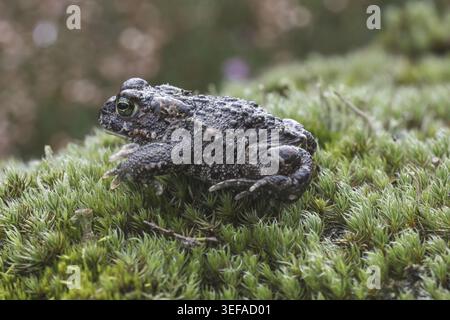 Epidalea calamita, Kreuzkroete (syn. Bufo calamita) - Epidalea calamita, syn. Bufo calamita, bekannt als Natterjack Kröte, Running Kröte Stockfoto