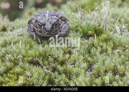 Epidalea calamita, Kreuzkroete (syn. Bufo calamita) - Epidalea calamita, syn. Bufo calamita, bekannt als Natterjack Kröte, Running Kröte Stockfoto