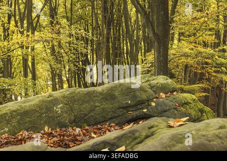 Tecklenburg, Hexenkueche, Felsen, Tecklenburger Land, Nordrhein-Westfalen - Tecklenburg, Hexenküche, Felsen, Tecklenburger Land, Nordrhein-Westpha Stockfoto