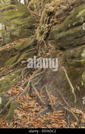 Tecklenburg, Hexenkueche, Baumwurzeln, Felsen, Tecklenburger Land, Nordrhein-Westfalen - Tecklenburg, Hexenküche, Baumwurzeln, Felsen, Tecklenburger Stockfoto