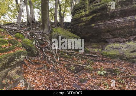Tecklenburg, Hexenkueche, Baumwurzeln, Felsen, Tecklenburger Land, Nordrhein-Westfalen - Tecklenburg, Hexenküche, Baumwurzeln, Felsen, Tecklenburger Stockfoto