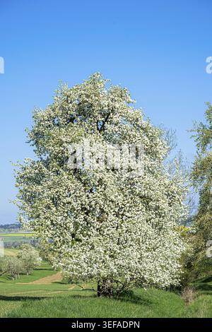 Birne (Pyrus), Baum in voller Blüte auf Obstwiesen, Baden-Württemberg, Deutschland Stockfoto