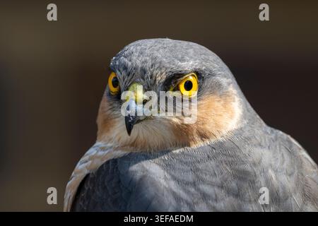 Sperber Stockfoto