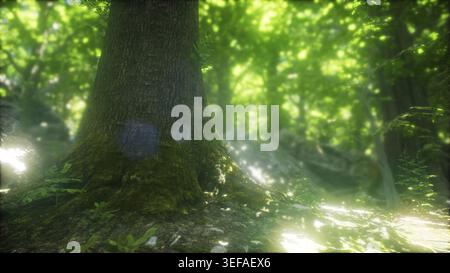 Schöne Natur am Morgen in den nebligen Frühlingswald mit Sonnenstrahlen Stockfoto