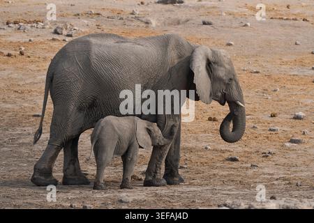 Weibliche afrikanische Elefantin (Loxodonta africana) mit Jungkalb an einem Wasserloch im Etosha-Nationalpark, Namibia Stockfoto