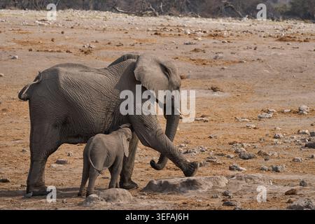 Weibliche afrikanische Elefantin (Loxodonta africana) mit Jungkalb an einem Wasserloch im Etosha-Nationalpark, Namibia Stockfoto