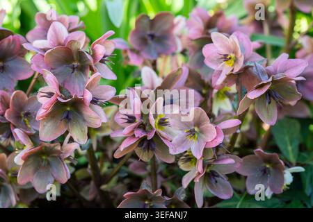In einem Frühlingsgarten mit üppig grünem Laub und zartem natürlichem Licht blühen zarte rosa und malvenfarbene Blüten. Stockfoto