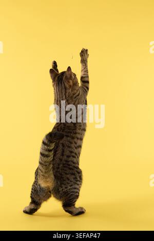 Eine gestreifte Hauskatze steht auf den Hinterbeinen, die nach oben reichen. Sein Körper ist vor gelbem Hintergrund vollständig ausgezogen. Stockfoto