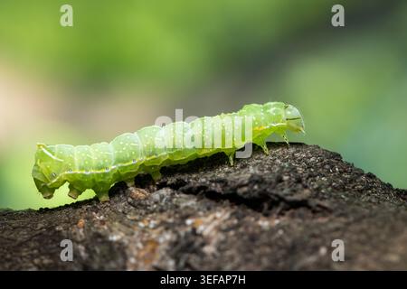 Grüne Winkelschattierungen Motte Phlogophora meticulosa auf Rinde Eine hellgrüne raupe des Winkels färbt Motte Phlogophora meticulosa mit weiß Stockfoto