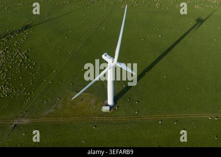 Luftaufnahme einer großen weißen Windturbine, die einen langen Schatten über einem grünen Feld mit weidenden Schafen in Schottland, Großbritannien, wirft. Stockfoto