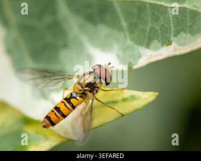 Marmelade hoverfly Episyrphus balteatus auf einem grünen Blattrand Seitenansicht der Marmelade hoverfly Episyrphus balteatus Syrphidae mit Orange und Stockfoto