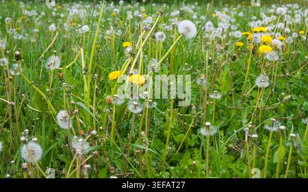 Ein Feld mit gelben Löwenzahnblüten und weißen Löwenzahn bedeckt. Die Pflanzen wachsen in grünem Gras und zeigen Zeichen des Frühlings. Stockfoto