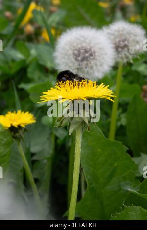 Hellgelber Löwenzahn mit Bienen sammeln Pollen in einem Garten gefüllt mit Löwenzahn Flusen während des Frühlings an einem sonnigen Ort. Stockfoto