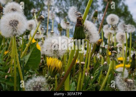 Löwenzahn wächst auf einem Feld mit gelben Blüten und flauschigen Samenköpfen. Einige sind voll geblüht, während andere sich noch entwickeln. Grüne Blätter Surro Stockfoto