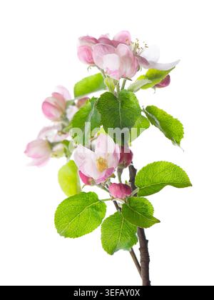 Frühlingsapfelblüte isoliert auf weißem Hintergrund. Zweig eines blühenden Apfelbaums mit rosa und weißen Blüten und grünen Blättern. Beschneidungspfad Stockfoto