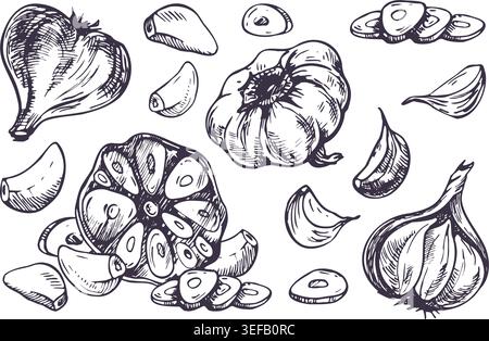 Knoblauchzehen und -Zwiebeln, handgezeichnet in Tintenstift-Sketch-Stil. Monochrome grafische Vektor-Illustration von organischem Gemüse. Kulinarische Zutat isoliert Stock Vektor