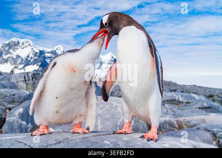 Gentoo-Pinguin, adultes Hühnchen in der Antarktis während des Sommers im südlichen Ozean Stockfoto