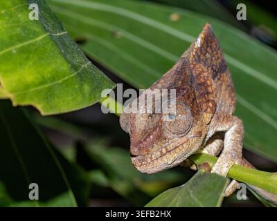 Kurzhorniges Chamäleon auf einem grünen Blatt in Madagaskar nahe der Mantadia Lodge Stockfoto