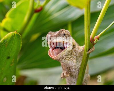Kurzhörniges Chamäleon fressendes Insekt in Andasibe Madagaskar Stockfoto
