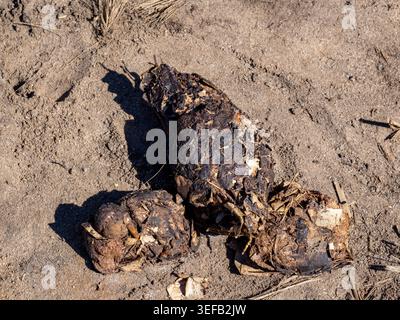SCAT von Aldabra Riesenschildkröte gefunden im Anjajavy Private Reserve in Madagaskar Stockfoto