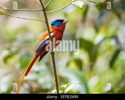 Erwachsenenparadies Fliegenfänger, der auf einem Baum sitzt und in Andasibe Madagaskar aufruft Stockfoto