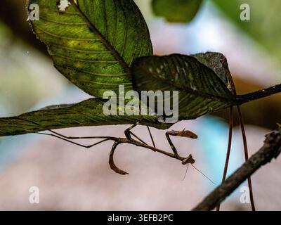 Erwachsene betende Mantis sitzt tagsüber auf einem Ast in Madagaskar zwischen grünen Blättern Stockfoto