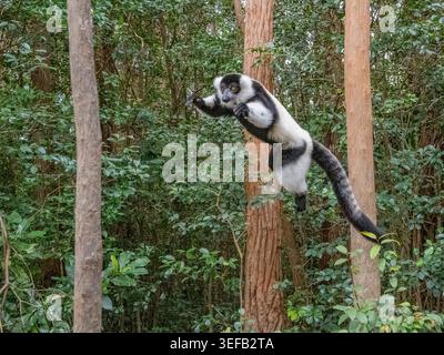 Gefangener Schwarz-weiß-geraffter Lemur springt zwischen Bäumen in seinem Lebensraum in Madagaskar Stockfoto