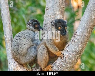 Gewöhnliche braune Lemuren ruhen am späten Nachmittag auf einem Ast in Madagaskar Stockfoto
