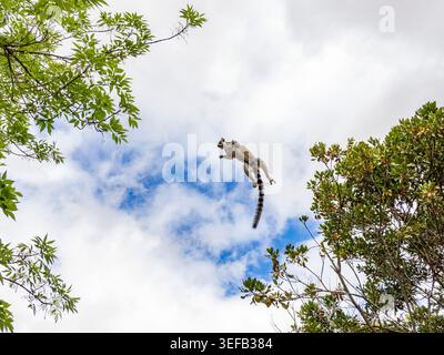 RingschwanzLemuren springen tagsüber zwischen Bäumen in einem Madagaskar-Parkplatz Stockfoto