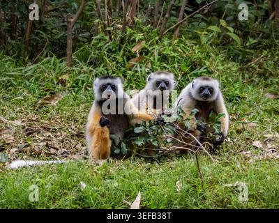 Drei erwachsene Sifaka essen an einem sonnigen Tag Blätter auf Lemur Island in Madagaskar Stockfoto