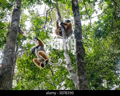 Gruppe von erwachsenen Sifaka spielen in Bäumen hoch über Madagaskar Stockfoto
