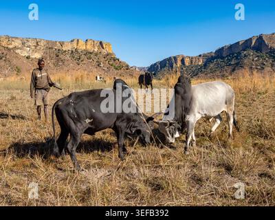 Zebu kämpfen in der Nähe des Isalo-Nationalparks, während junge Männer das Vieh in Madagaskar züchten Stockfoto
