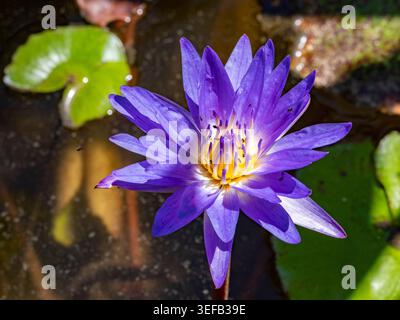 Blaue Lotuspflanzen blühen im Anjajavy Private Reserve und zeigen leuchtende Farben in Madagaskars üppiger Umgebung Stockfoto