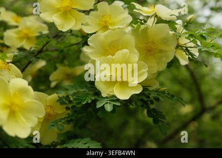 Gelbe Blüten der Busch-Canary-Bird-Rose oder Hugon's Rose blühen im Garten Stockfoto