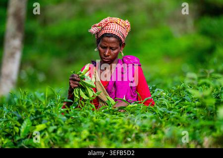 Teepflücker arbeiten am Nachmittag in den Feldern von Sreemangal in Bangladesch Stockfoto