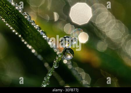 Abstrakte Makroaufnahme großer Tau-Tropfen mit Reflexionen auf Grasstängel vor Bokeh-Hintergrund, Vereinigtes Königreich Stockfoto